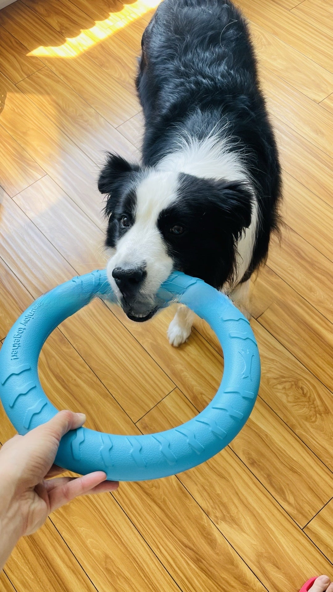 Bite-Resistant EVA Throw & Chew Dog Toy, 18 or 28 cm