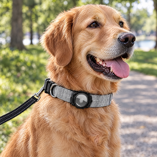 Airtag dog collar – lifestyle photo 1
