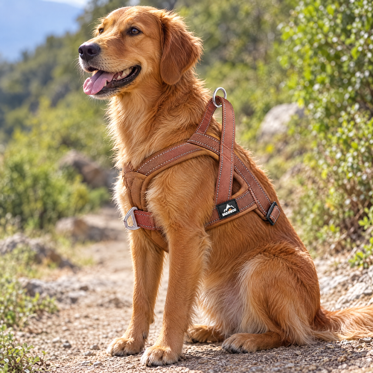 Breathable adjustable dog harness – lifestyle photo 3